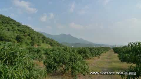 眼鏡伯愛文芒果契作果園已達經濟規模，美麗台灣果園空拍景色